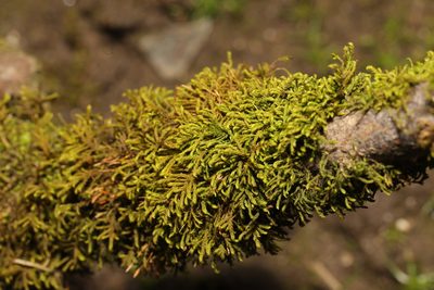 Leskea polycarpa, photographed by Stephen James McWilliam