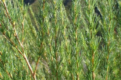 Cliffortia burchellii, photographed by Di Turner