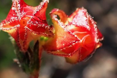 Hermannia angularis, photographed by Di Turner