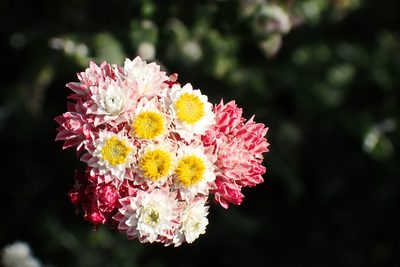 Helichrysum felinum, photographed by Di Turner
