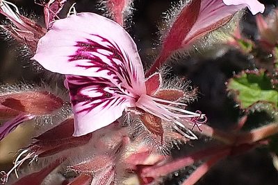 Pelargonium cordifolium, photographed by Di Turner