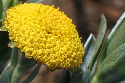 Schistostephium umbellatum, photographed by Di Turner
