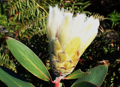 Protea mundii, photographed by Di Turner