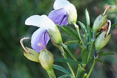 Psoralea axillaris, photographed by Di Turner