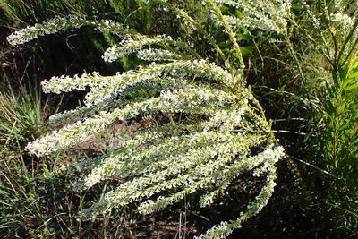 Struthiola hirsuta, photographed by Di Turner