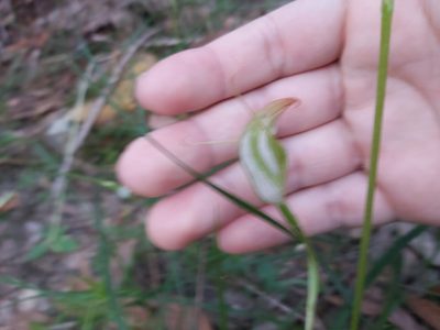 Pterostylis acuminata, photographed by Tim