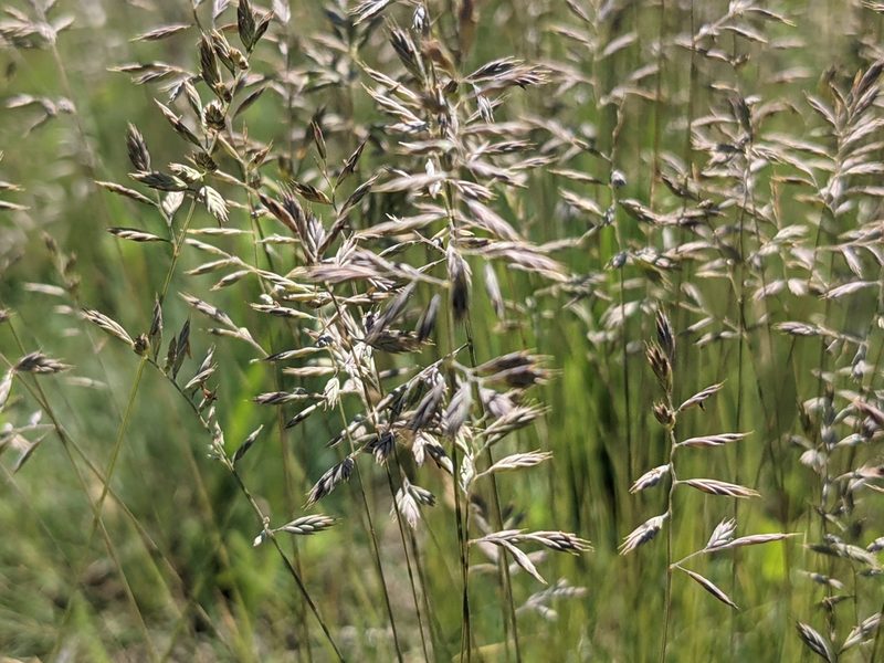 Festuca pulchra, photographed by Zoltán Stekkelpak