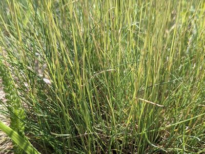 Festuca pulchra, photographed by Zoltán Stekkelpak