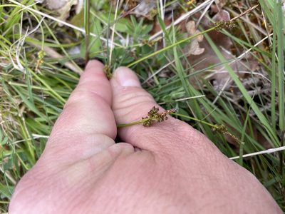 Carex pilulifera, photographed by James Clow
