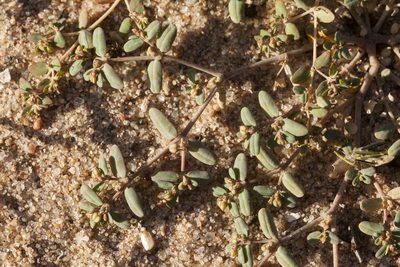 Euphorbia golondrina, photographed by Cecelia Alexander
