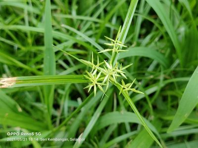 Cyperus sphacelatus, photographed by Ong Jyh Seng