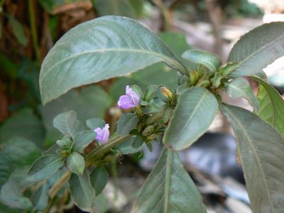 Hygrophila ringens, photographed by Dinesh Valke