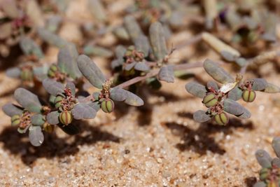 Euphorbia golondrina, photographed by Cecelia Alexander