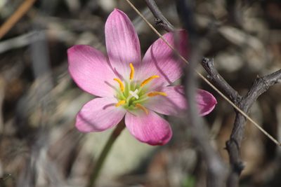Zephyranthes carinata, photographed by José Belem Hernández Díaz