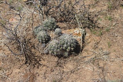 Thelocactus leucacanthus, photographed by José Belem Hernández Díaz