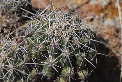 Thelocactus leucacanthus, photographed by José Belem Hernández Díaz
