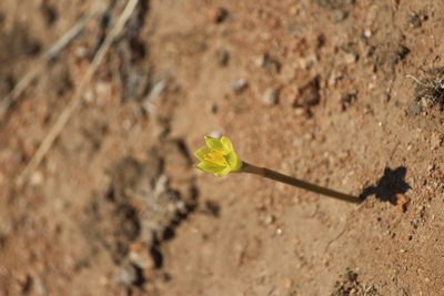 Habranthus longifolius, photographed by José Belem Hernández Díaz