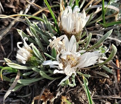 Townsendia hookeri, photographed by Peter L Achuff