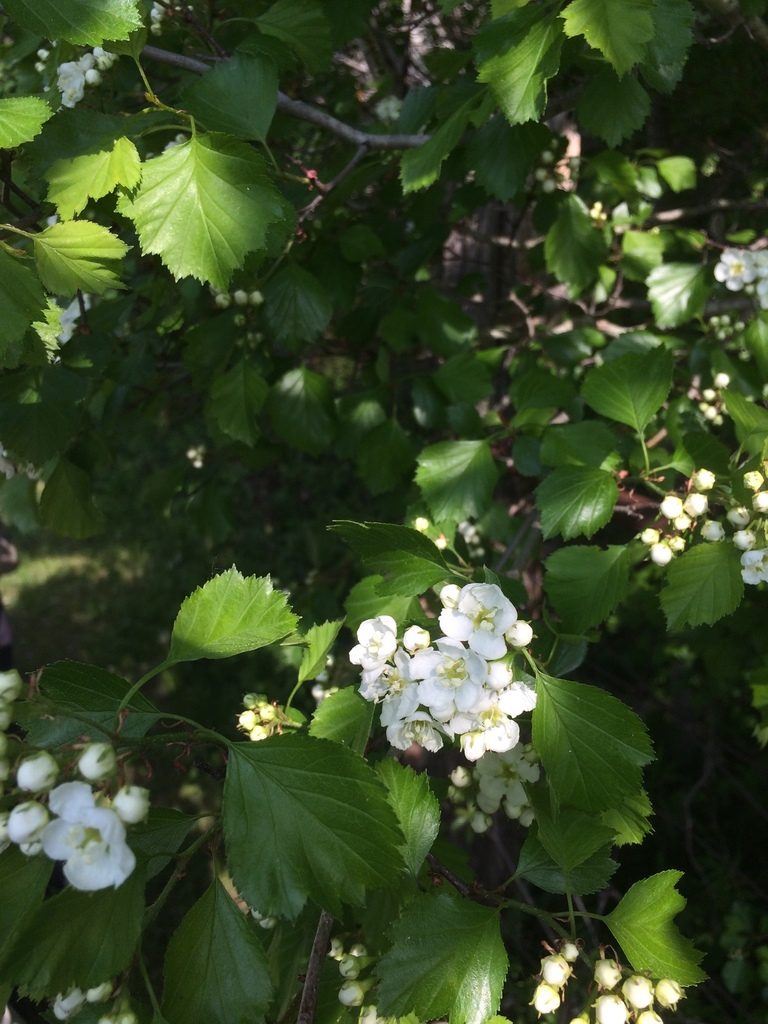 Crataegus lumaria, photographed by Étienne Lacroix-Carignan