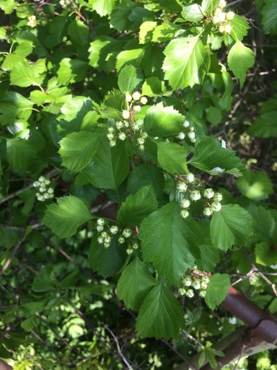 Crataegus lumaria, photographed by Étienne Lacroix-Carignan