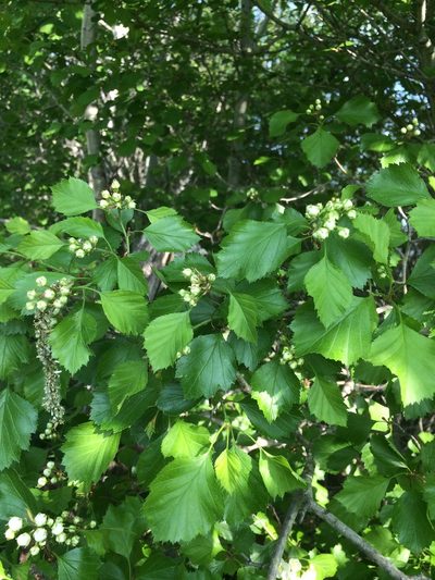 Crataegus lumaria, photographed by Étienne Lacroix-Carignan