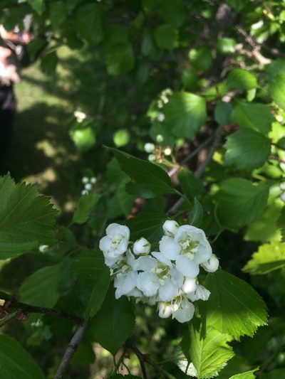 Crataegus lumaria, photographed by Étienne Lacroix-Carignan
