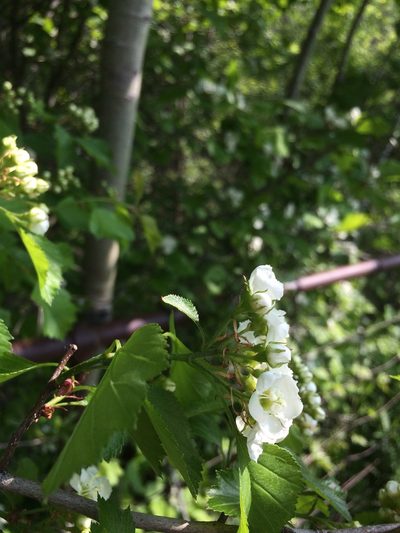 Crataegus lumaria, photographed by Étienne Lacroix-Carignan