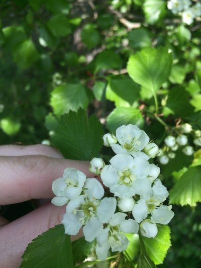 Crataegus lumaria, photographed by Étienne Lacroix-Carignan