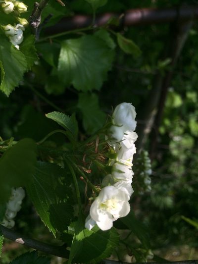 Crataegus lumaria, photographed by Étienne Lacroix-Carignan