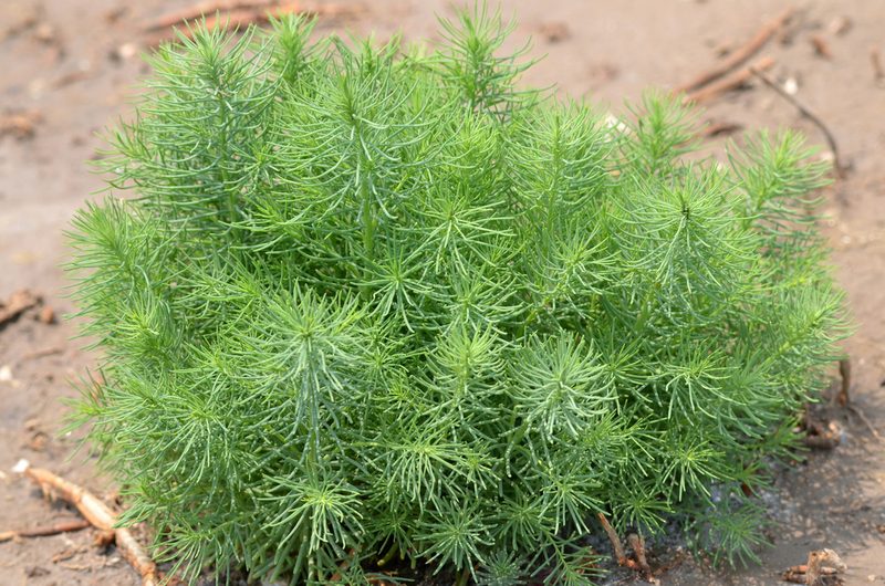 Suaeda glauca, photographed by Zinogre