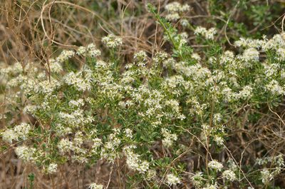 Nitraria sibirica, photographed by Zinogre
