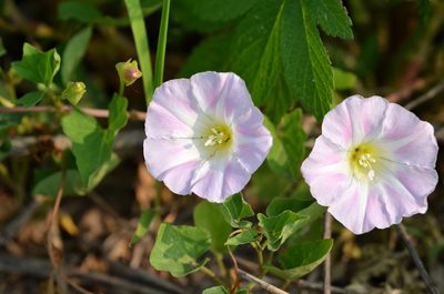Calystegia hederacea, photographed by Zinogre