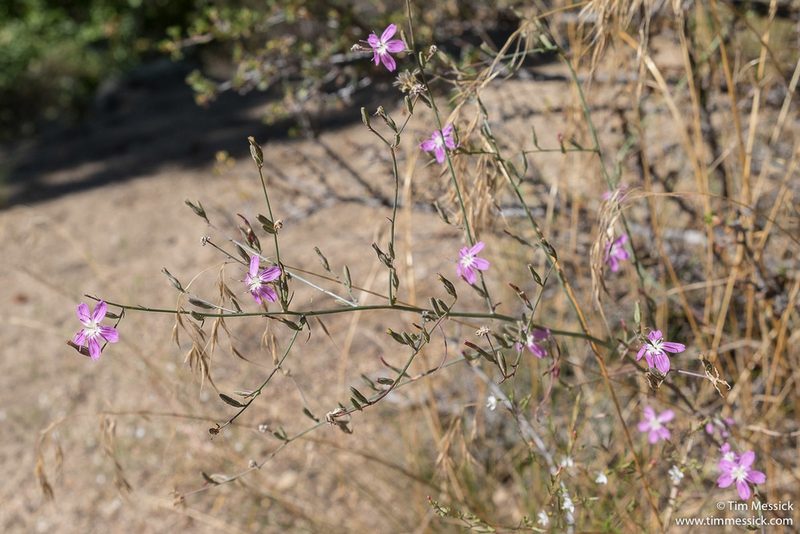 Stephanomeria paniculata, photographed by Tim Messick
