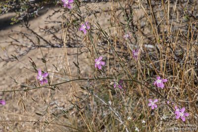 Stephanomeria paniculata, photographed by Tim Messick