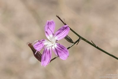 Stephanomeria paniculata, photographed by Tim Messick