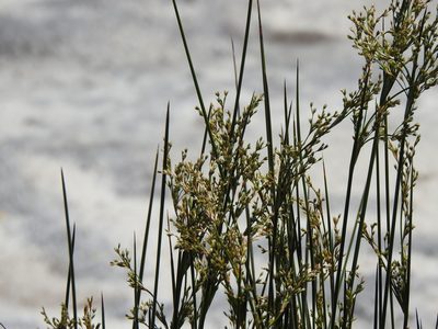 Juncus maritimus, photographed by Duarte Frade