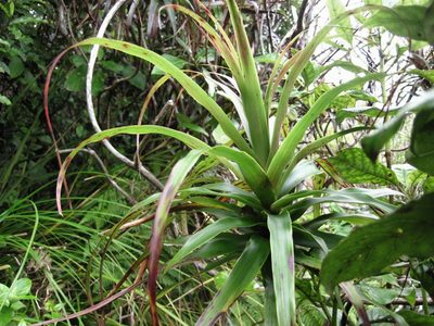 Dracophyllum latifolium, photographed by plantlookpoint