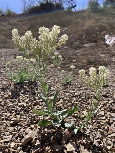 Lepidium appelianum, photographed by william_hoyer