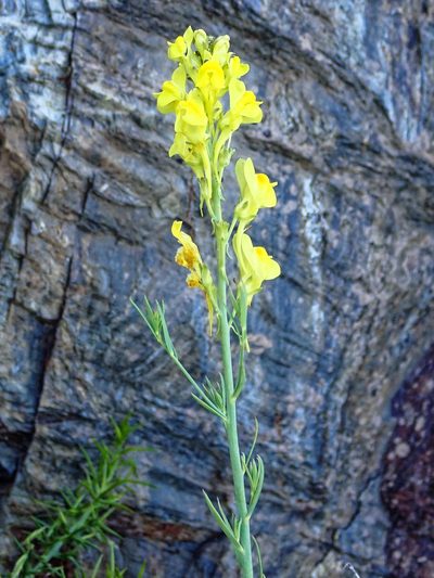Linaria angustissima, photographed by Donald Davesne