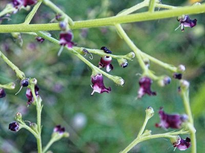 Scrophularia canina, photographed by Donald Davesne