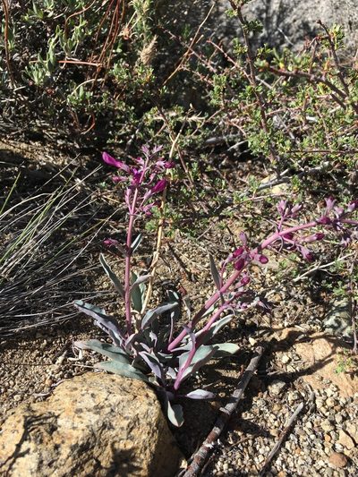 Penstemon patens, photographed by Martin Purdy