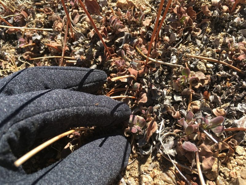 Eriogonum latens, photographed by Martin Purdy