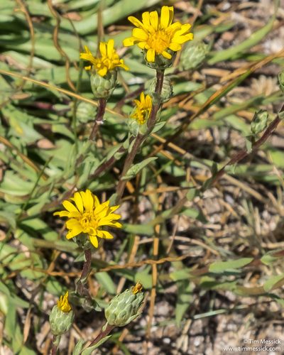 Pyrrocoma lanceolata, photographed by Tim Messick
