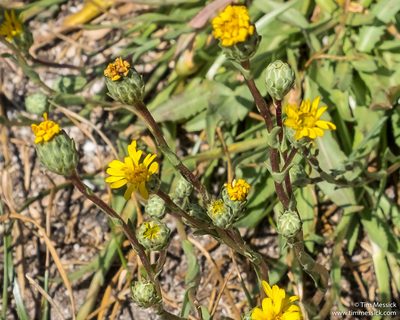 Pyrrocoma lanceolata, photographed by Tim Messick
