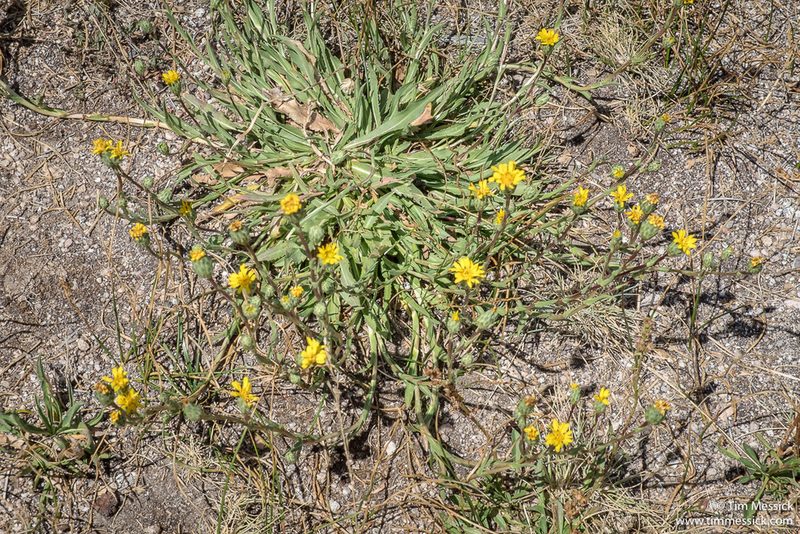 Pyrrocoma lanceolata, photographed by Tim Messick