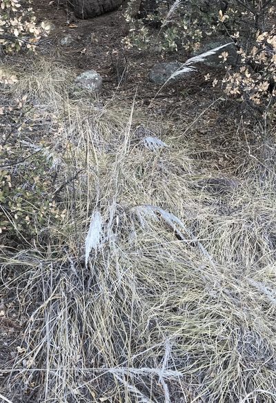 Muhlenbergia emersleyi, photographed by CK2AZ