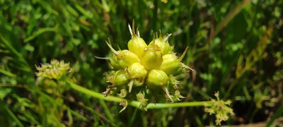Oenanthe globulosa, photographed by Santiago Martín-Bravo