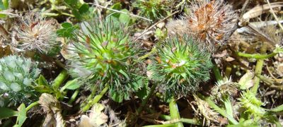 Trifolium lappaceum, photographed by Santiago Martín-Bravo