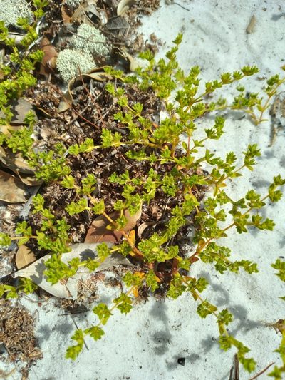 Paronychia herniarioides, photographed by Scott Ward