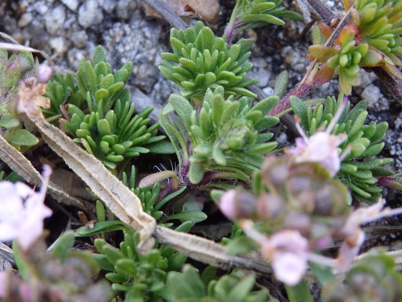 Thymus caespititius, photographed by Carminda Santos